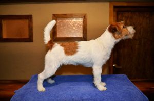 BOMBITA SMART FRIEND