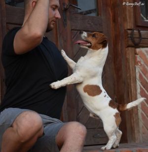 Dog Photo