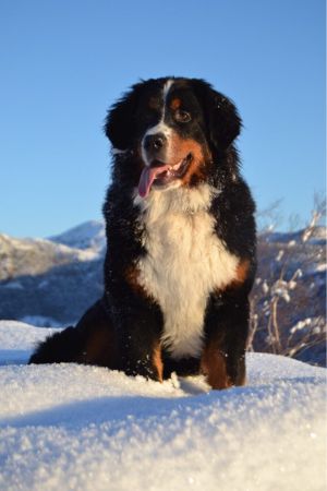 Dog Photo