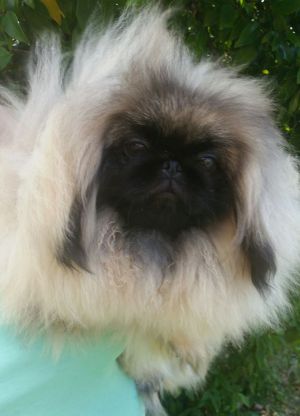 Dog Photo