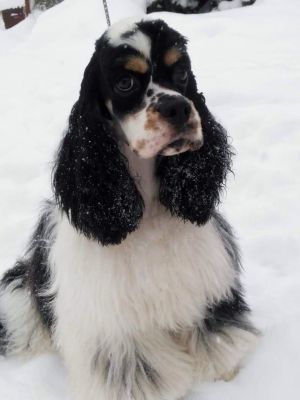 Dog Photo