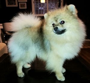 Dog Photo