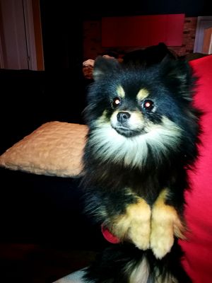 Dog Photo