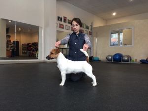 Dog Photo