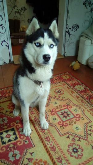 Dog Photo