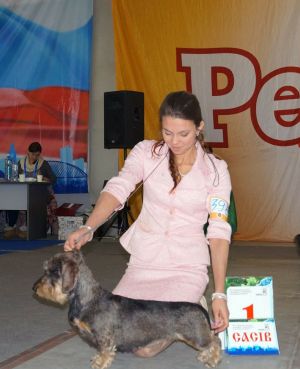 Dog Photo