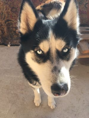 Dog Photo