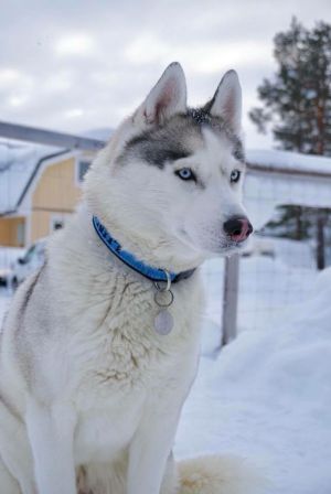 Dog Photo