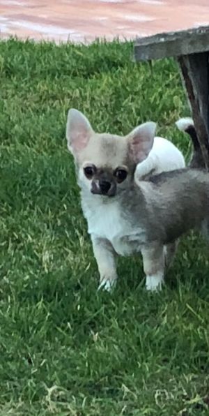 Dog Photo