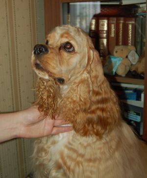 Dog Photo