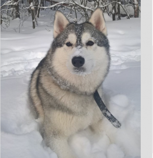 Dog Photo