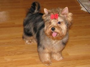 Dog Photo