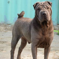 Dog Photo