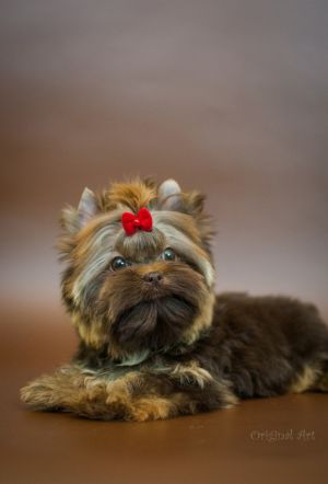 Dog Photo