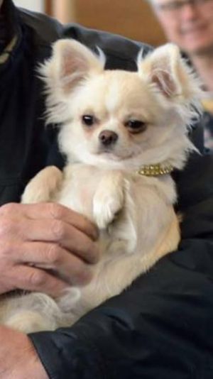 Dog Photo