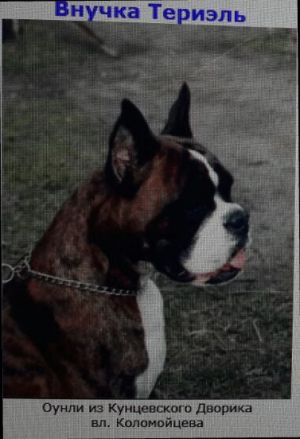 Dog Photo