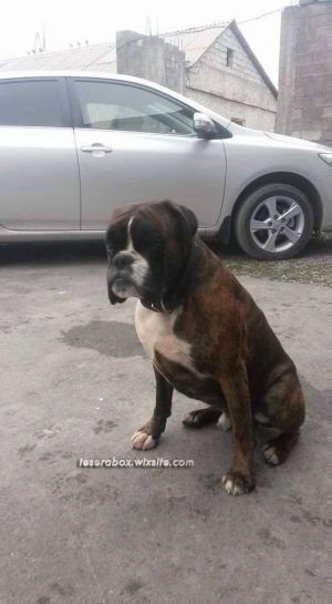 Dog Photo