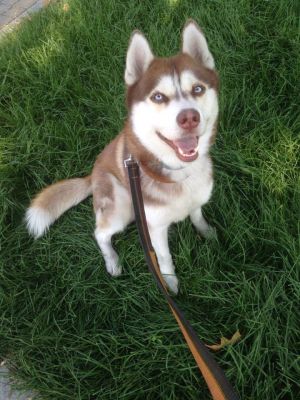 Dog Photo