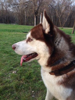 Dog Photo