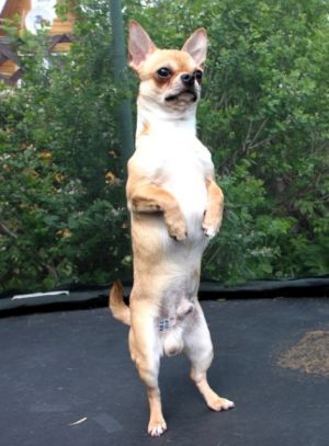 Dog Photo