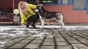 Dog Photo