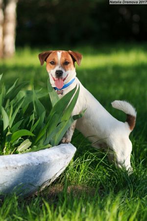 Dog Photo