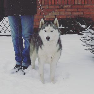 Dog Photo