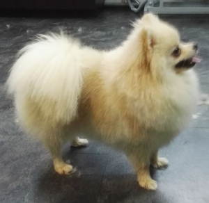 Dog Photo