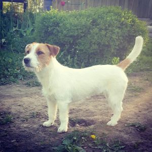 Dog Photo