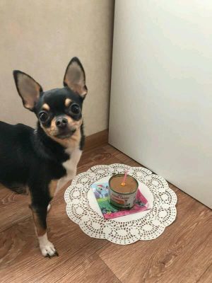 Dog Photo