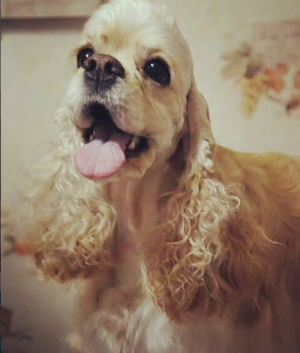 Dog Photo