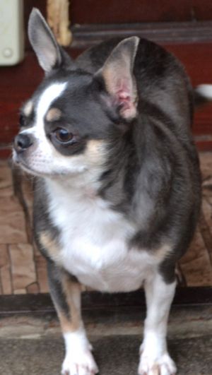 Dog Photo