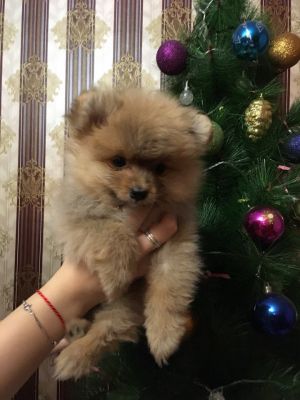 Dog Photo