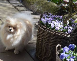 Dog Photo