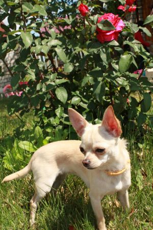 Dog Photo