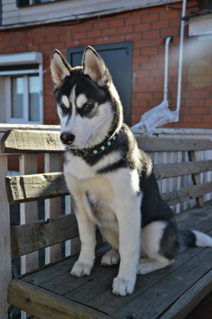 Dog Photo