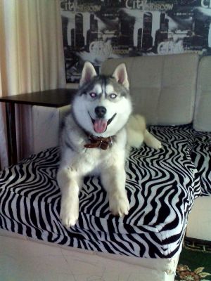 Dog Photo