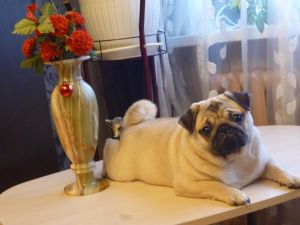 Dog Photo