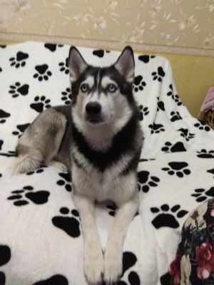 Dog Photo
