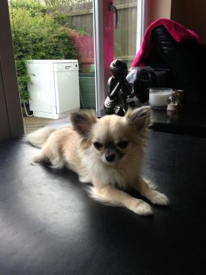 Dog Photo