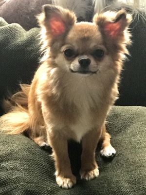 Dog Photo