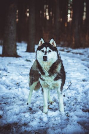 Dog Photo