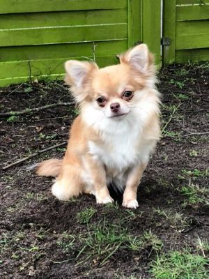 Dog Photo