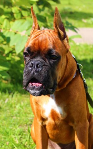 Dog Photo