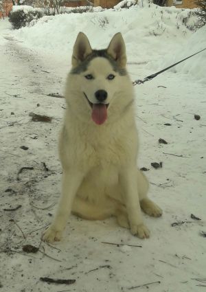 Dog Photo