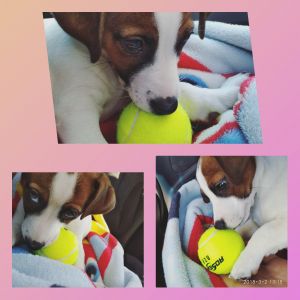 Dog Photo