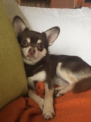 Dog Photo