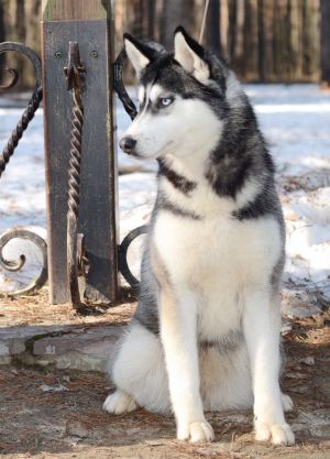 Dog Photo