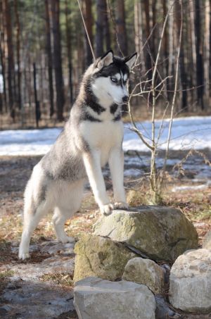 Dog Photo