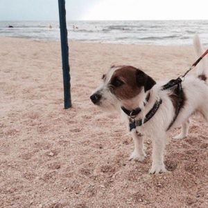 Dog Photo